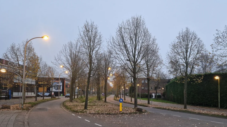 Gemeente laat 3500 bomen snoeien